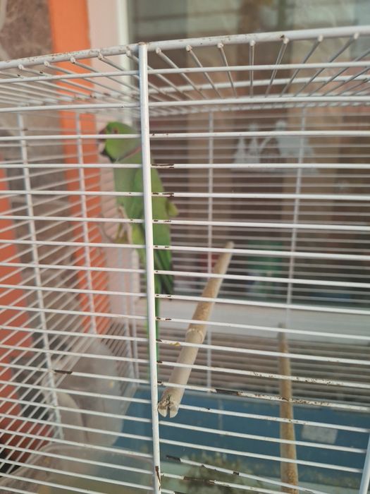 Mascul micul alexandru de vânzare