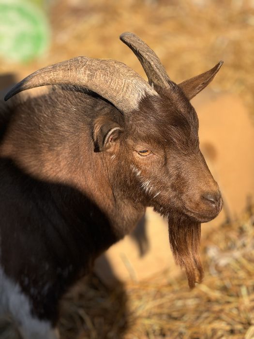 Камерунские козы