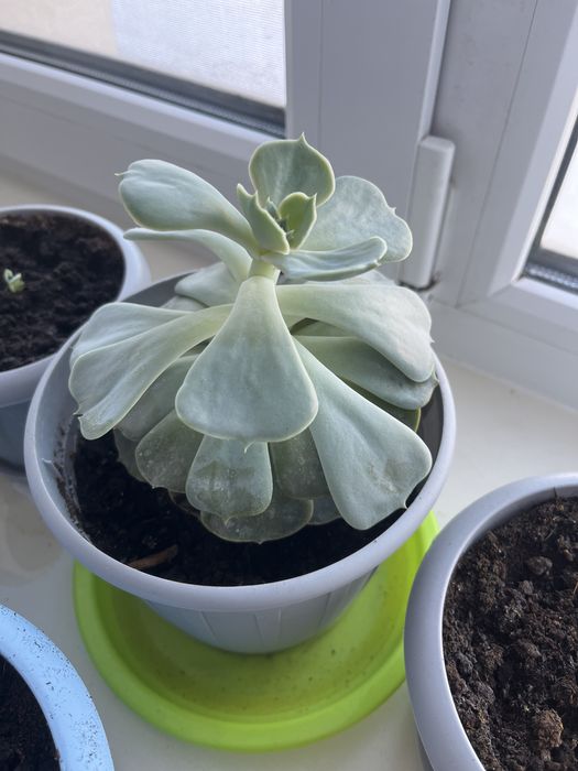 Продам цветок Эхиверия