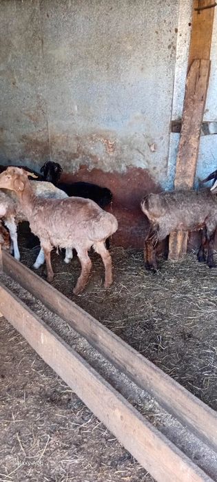 Ярки курдючные 25года