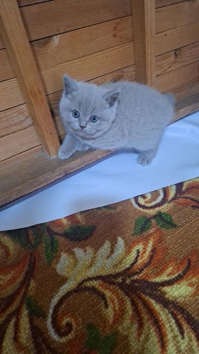 Ассал мушукчалар сотилади