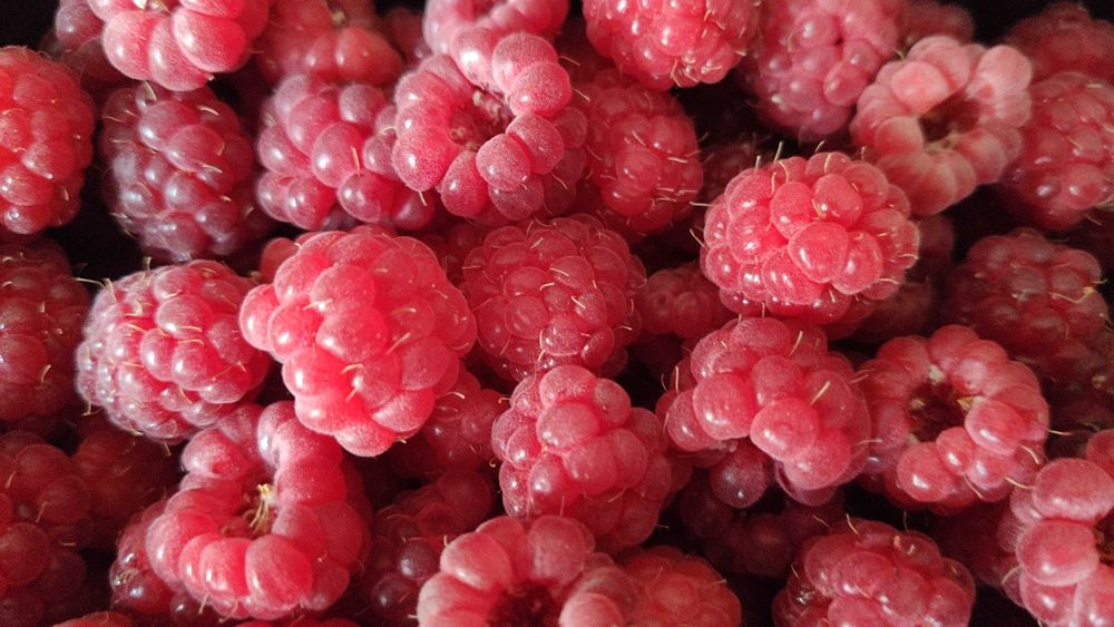 Продам саженцы малины