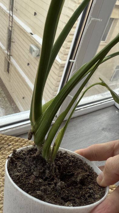 Продам монстера Тайское созвездие