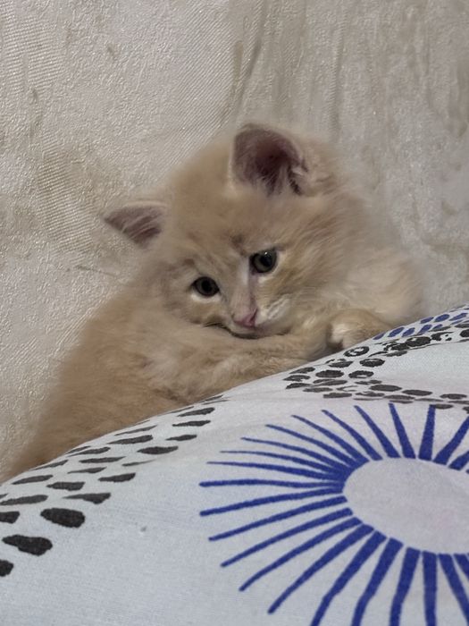 Отдадим персикового котеночка бесплатно
