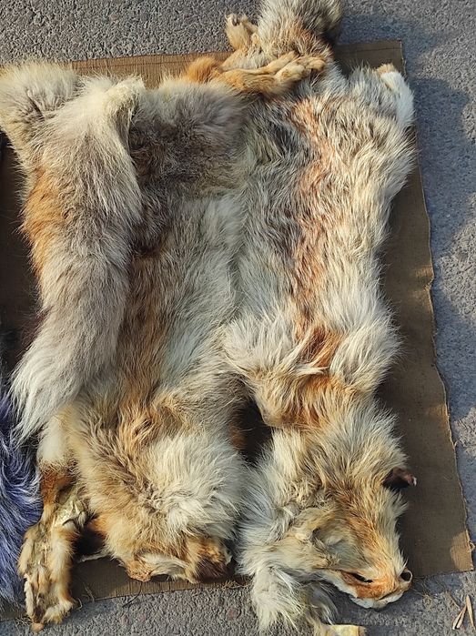 Срочно продам шкуру Лисы.