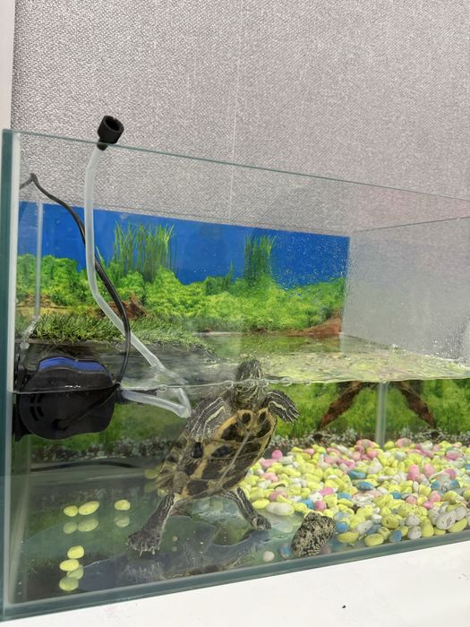 Красноухая черепаха