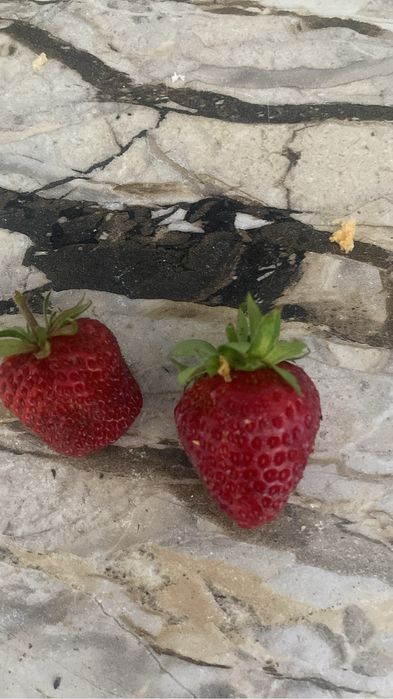 Продам саженцы крупной и сладкой клубники
