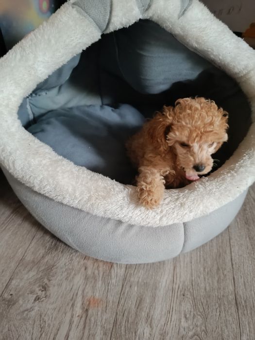 Карликовый пудель щеночки.