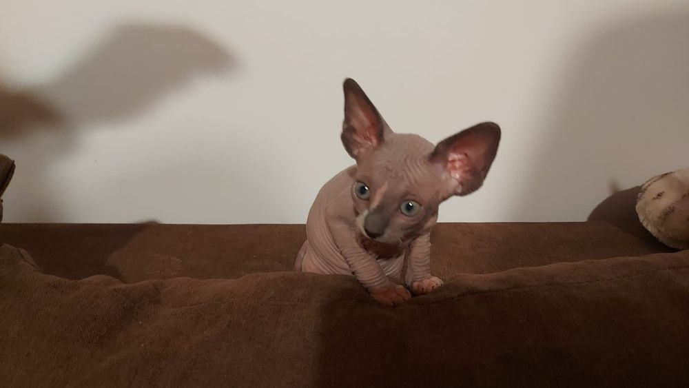Pisică femelă Sphynx/Sfinx/Sphinx