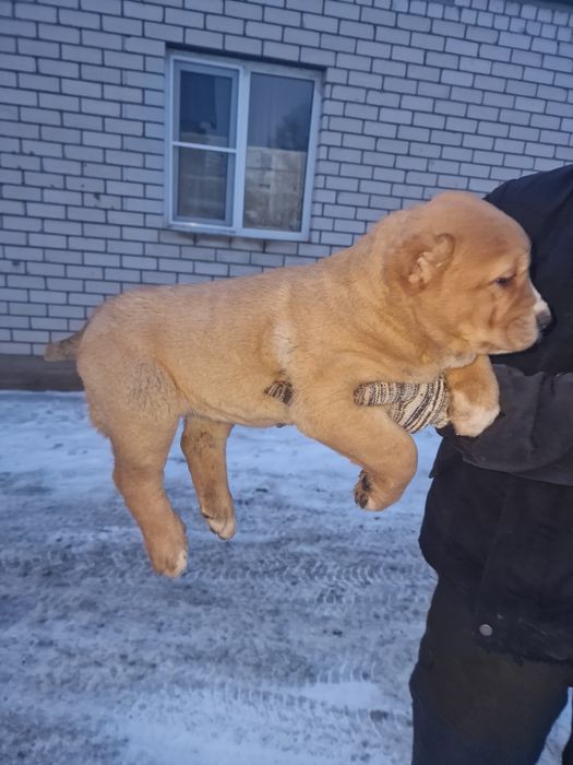 Продам щенков САО.