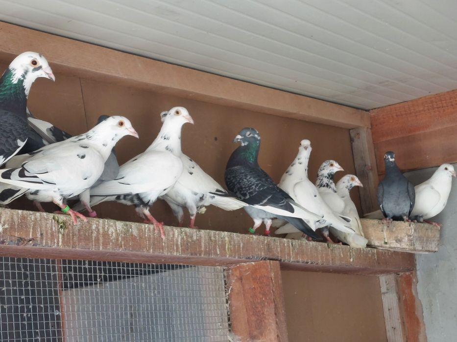 Porumbei  voiajori  pestriți și pagi