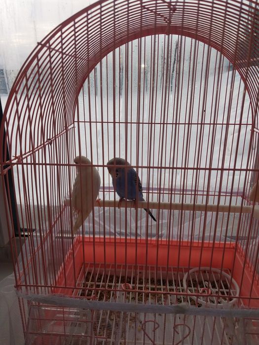 Волнистые попугай