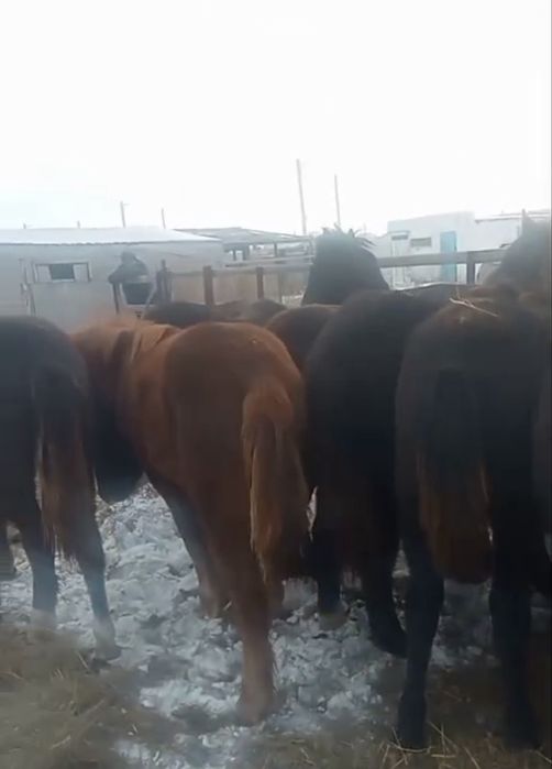 Жабағылар сатылады