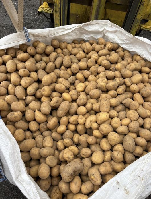 Семена за картофи