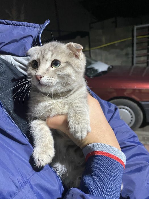 Бесплатно отдаю