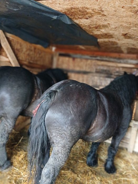 Vand iepe manza foarte cuminti