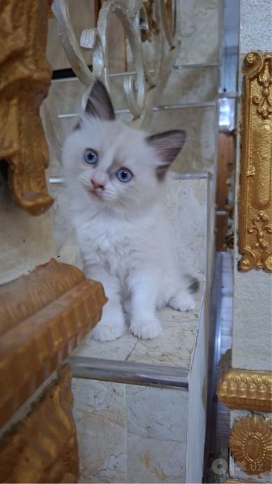 Ragdoll mushuk sotiladi