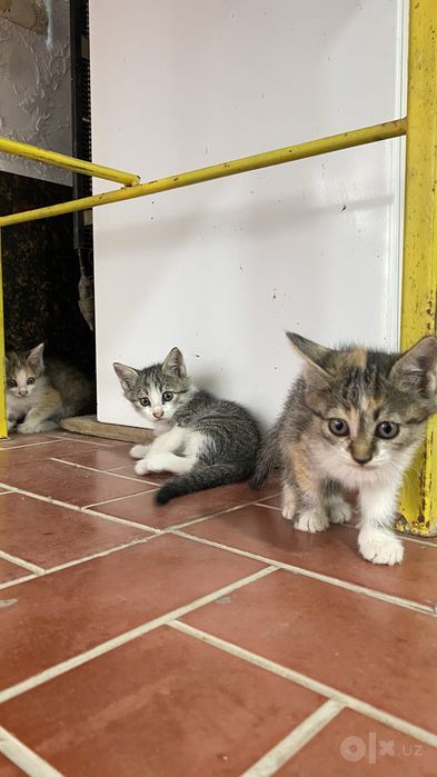4 дана Домашняя кошка
