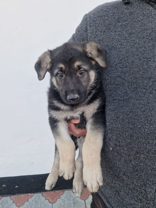 Продам щенков ВЕО