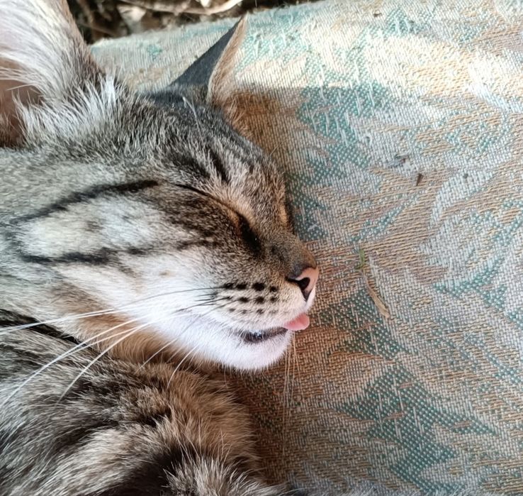 Толстый и ласковый кот Юрка