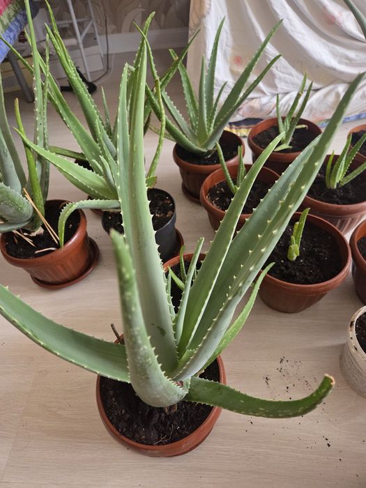 Алоэ-Вера, цветы