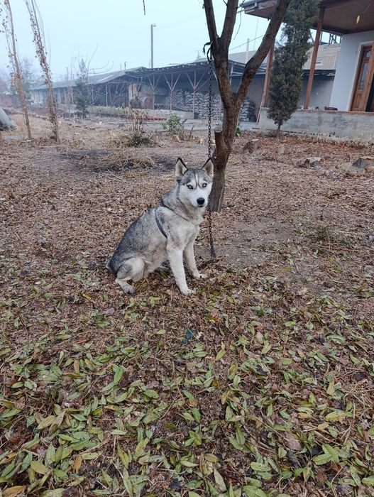 Жой бу́шатишка Киз бола течкаси кеплоляпти