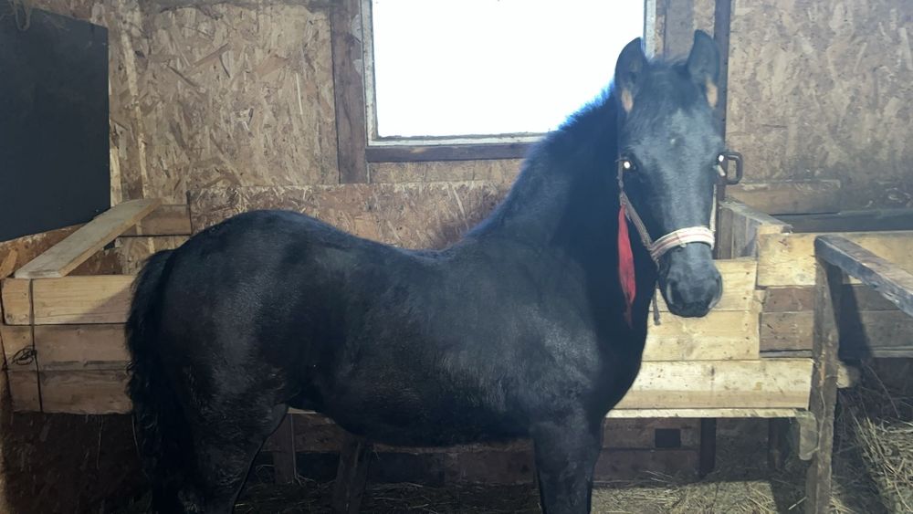 Iapa cu manz de vanzare