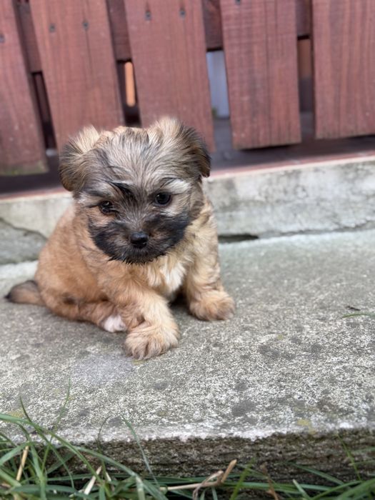 Fetita bichon havanez
