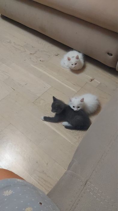 Котята 1,5 месяца