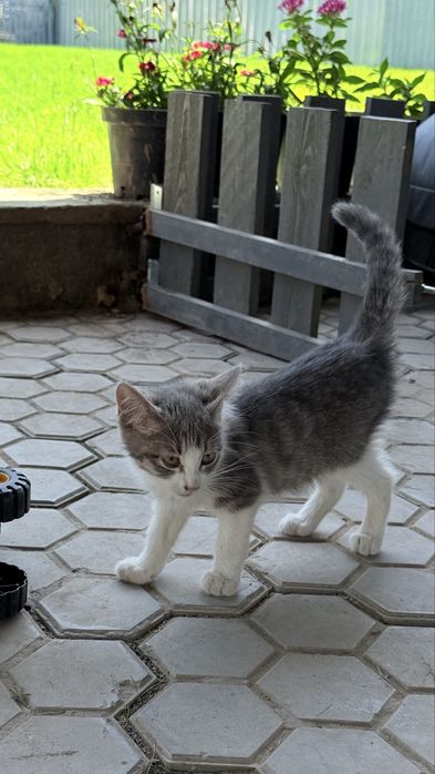 Котенок ищет дом срочно!!