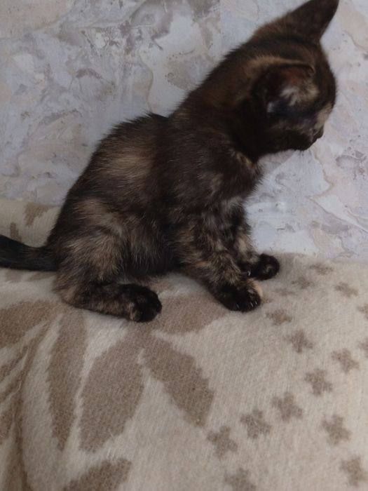 Отдам котят в добрые руки