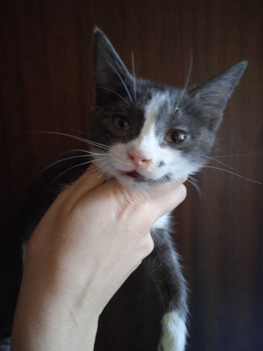 Красивые котята -девочки, 3 месяца.