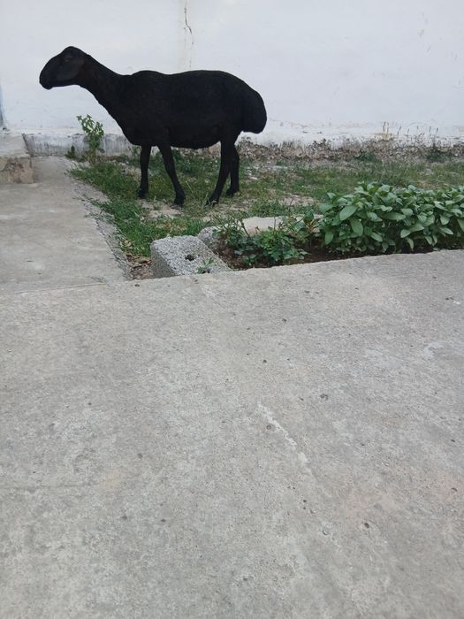 Қои сатылады жаксы парода
