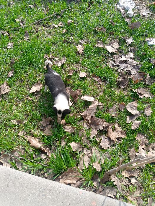 Щенки 5 штук отдам хорошую руки