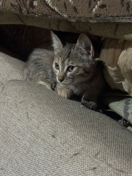 Отдам котят мальчики, девочки в добрые руки