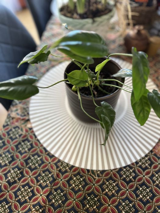 Филодендрон Бурле Маркс