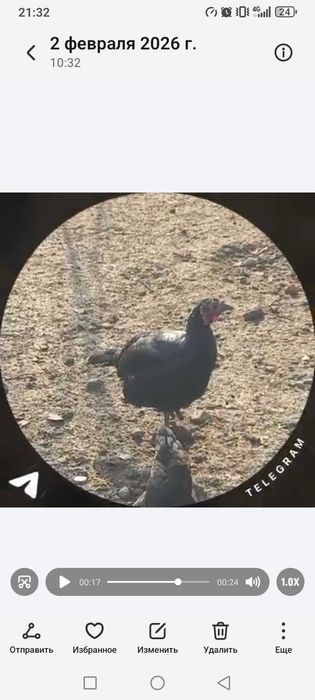 Г'ули сотилади  Индиски у'рдаклар Сотилади Марг'илонда