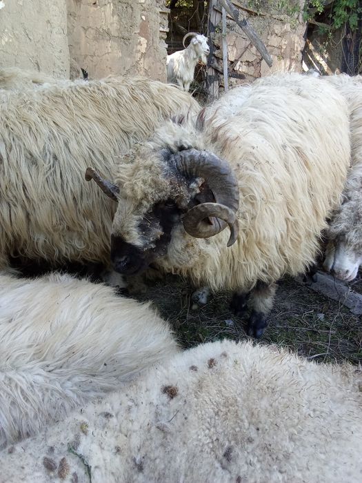 Vând un berbec țurcan