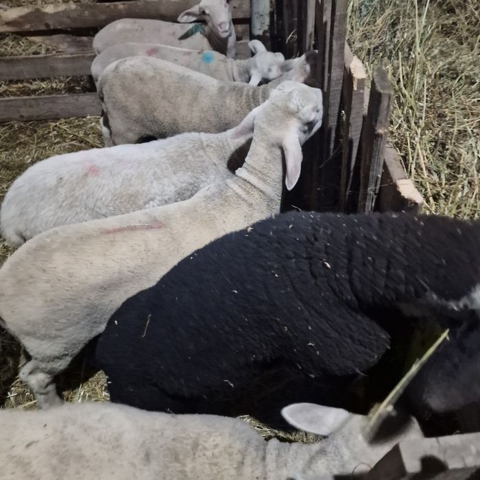 Berbecuți lacaune