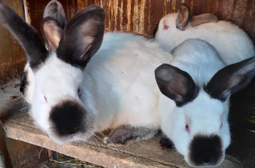 Vând iepuri californian California