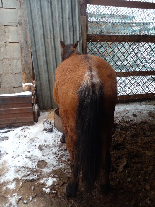 Бие.  Сатылады жуас  мынгы