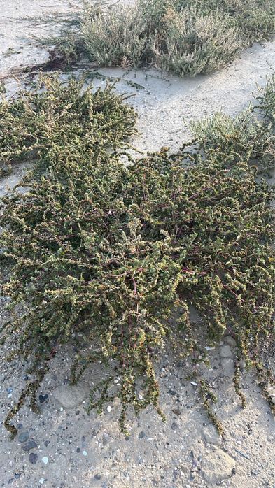 Шөп шауып алып кету керек