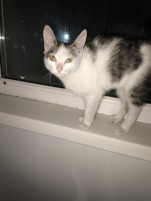 Ищем дом для лаского котёнка