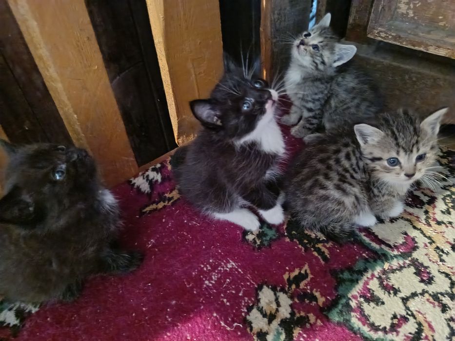 Отдам котят, в очень добрые руки.