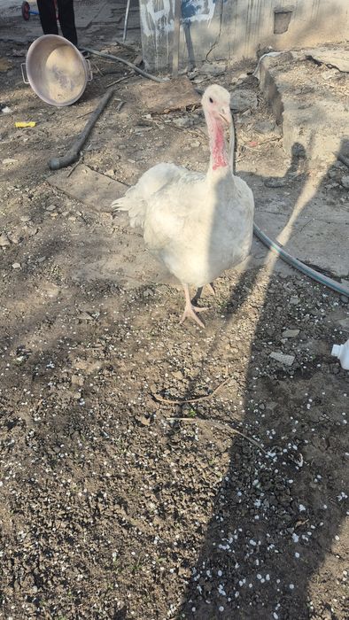 Индейка белая ставропольская