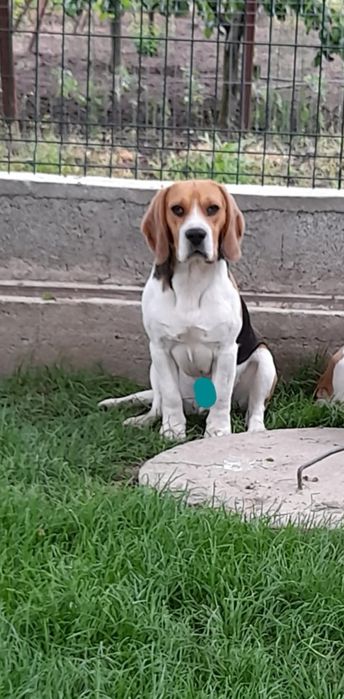 Mascul beagle tricolor