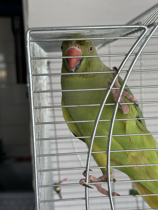 Продам ожерелового попугая
