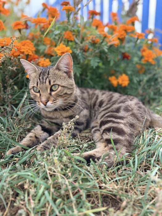 Бенгальский кот