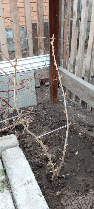 Сад и огород... саженцы