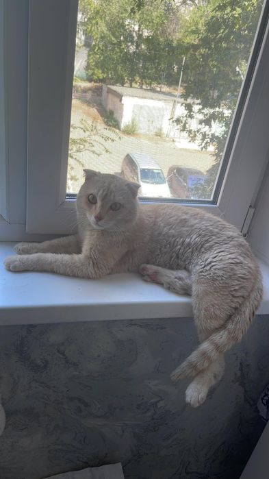 Вислоухий  котик